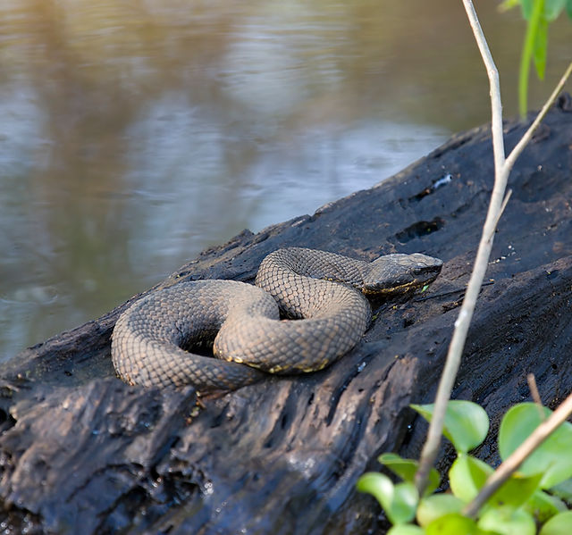Cottonmouth-1.jpg