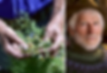 Healing Plants of the Sonoran Desert