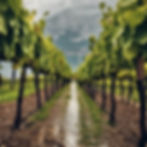 create a photo where in vineyards _on lake garda it rains.jpg