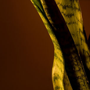 a closeup of a snake plant in sunlight