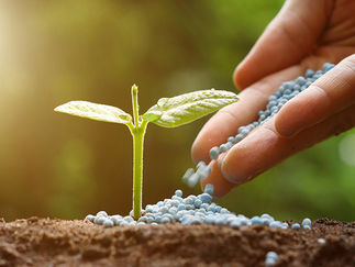 ADUBOS E FERTILIZANTES: Macronutrientes