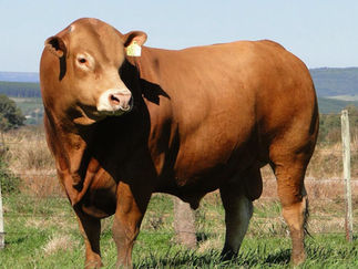 RAÇA LIMOUSIN: O gado francês