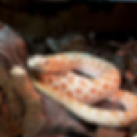 doodles feed me_edited.jpg