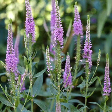 Flower ∣ Veronica ∣ Lavender