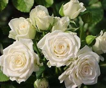 Flower ∣ Spray Rose ∣ White