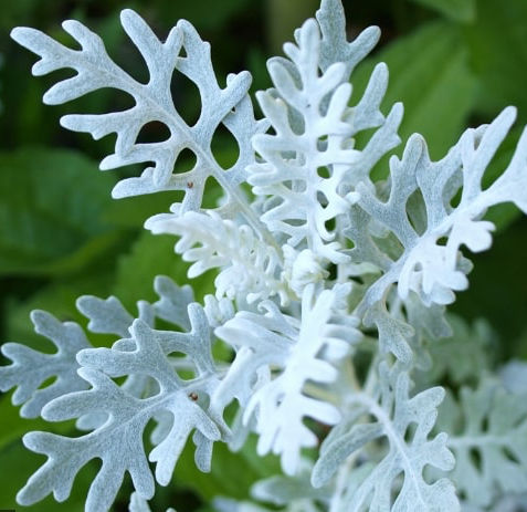 Foliage ∣ Dusty Miller ∣ Lacey