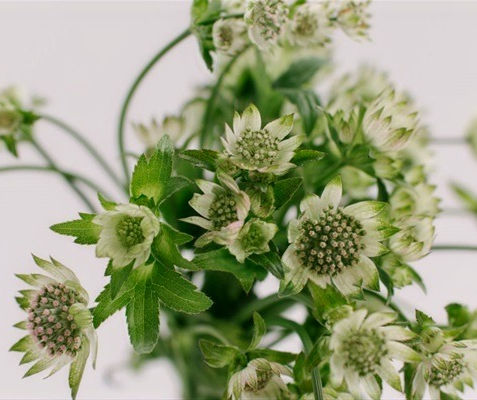 Flower ∣ Astrantia ∣ Million Stars