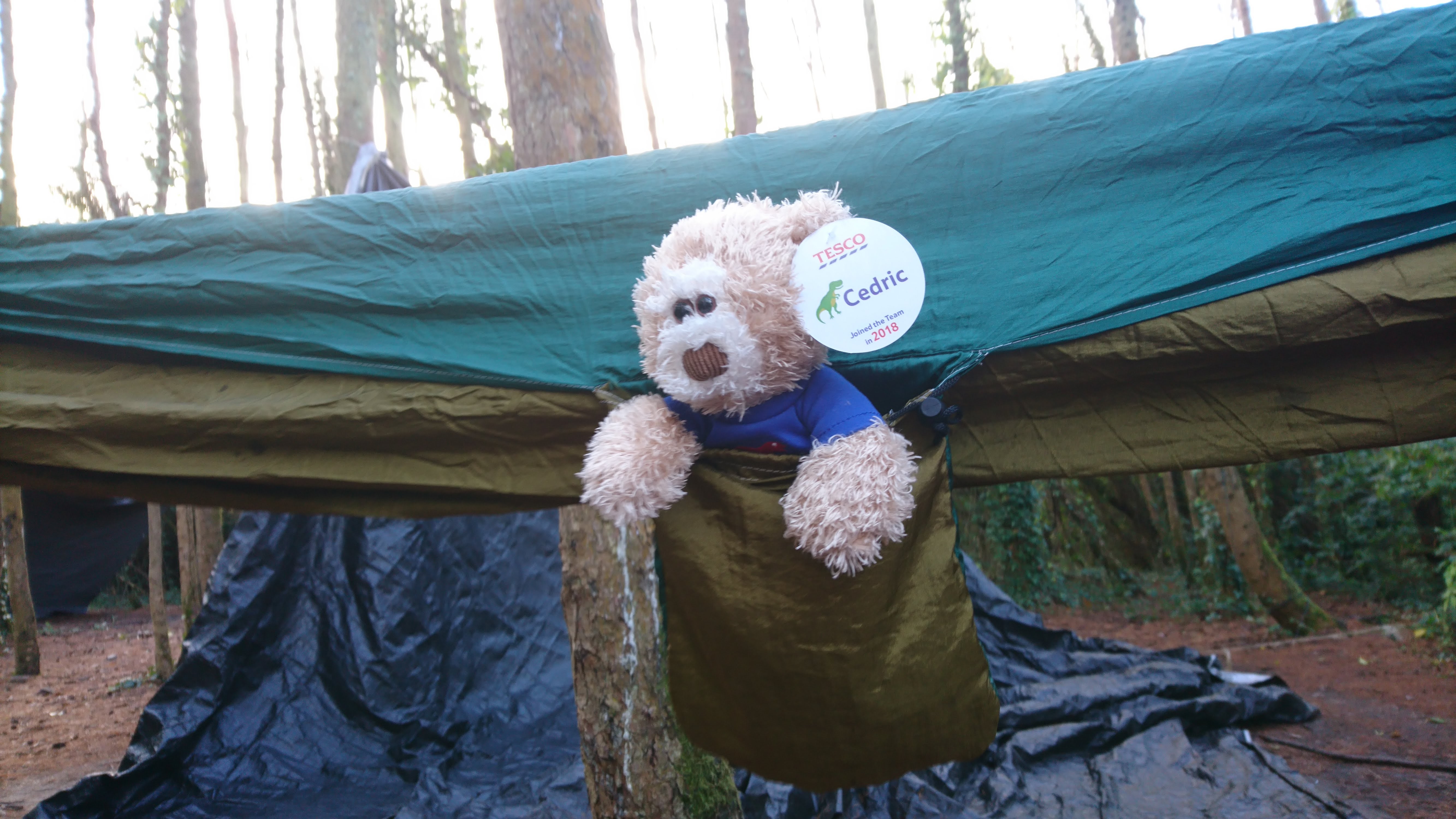tesco teddy bear cedric to buy