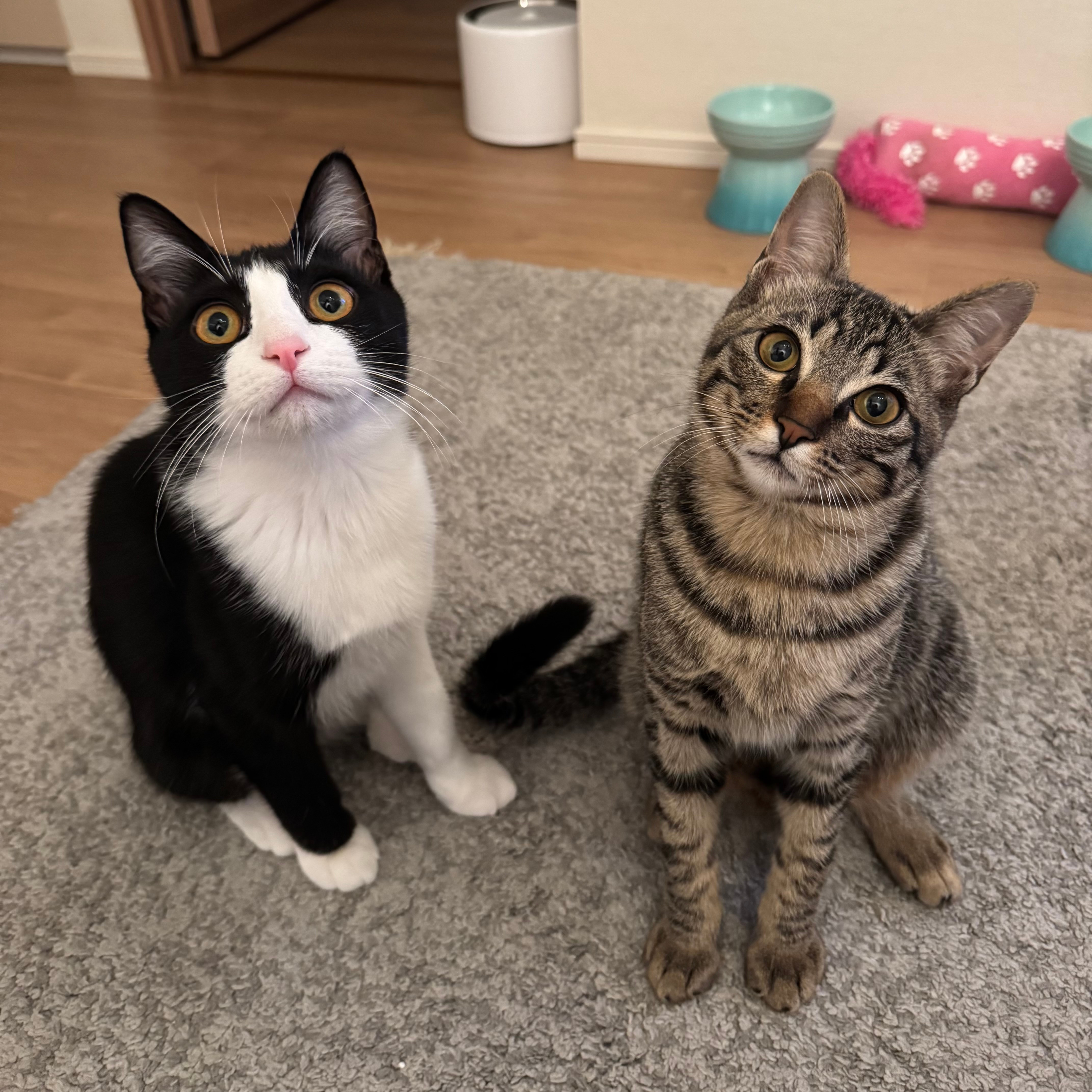親ねこ3521 hqdefault.jpg