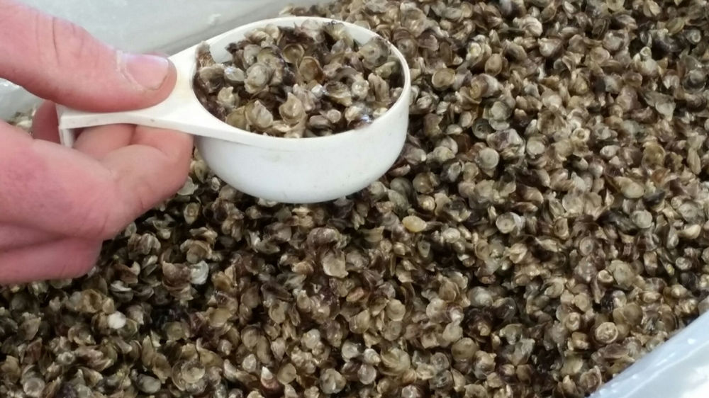 Baby Oysters (spat) supply improves