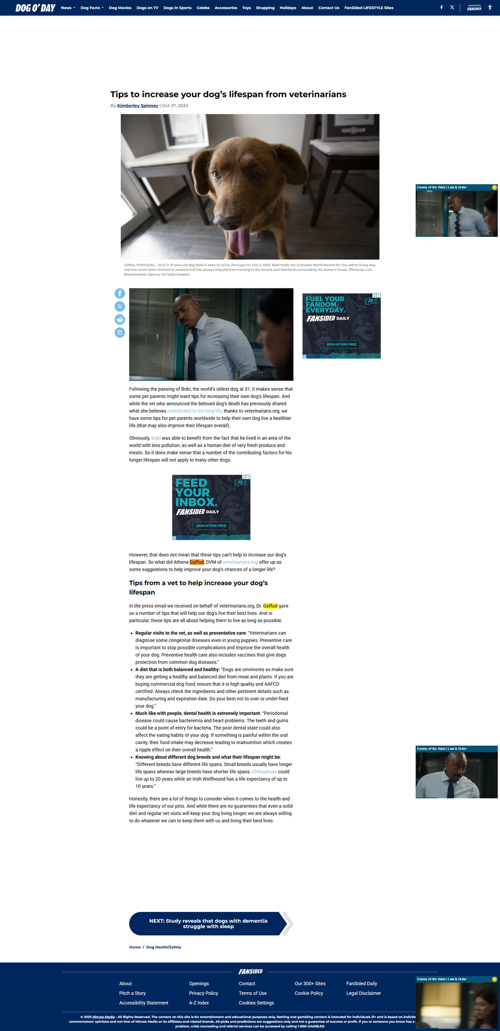 Tips to increase your dog’s lifespan from veterinarians