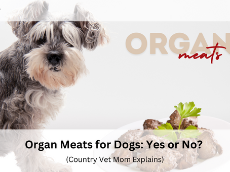 Gray dog with fluffy fur beside a plate of organ meats. Text: "Organ meats for dogs: Yes or No? (Country Vet Mom Explains)."
