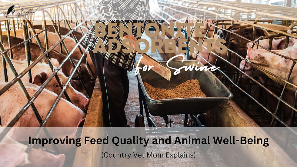 Person feeds pigs in a barn pen from a wheelbarrow; overlay text reads Benite Absorbents for Swine.