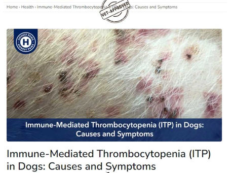 Close-up of a dog's skin with red spots, text reads: "Immune-Mediated Thrombocytopenia (ITP) in Dogs: Causes and Symptoms by Dr. Gaffud." Vet-approved stamp visible.