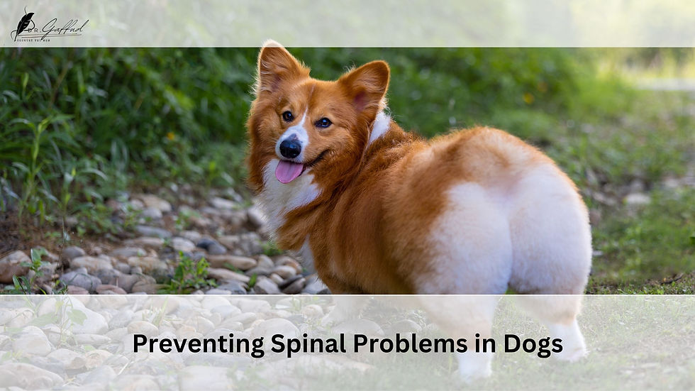 A Corgi dog walking outdoors