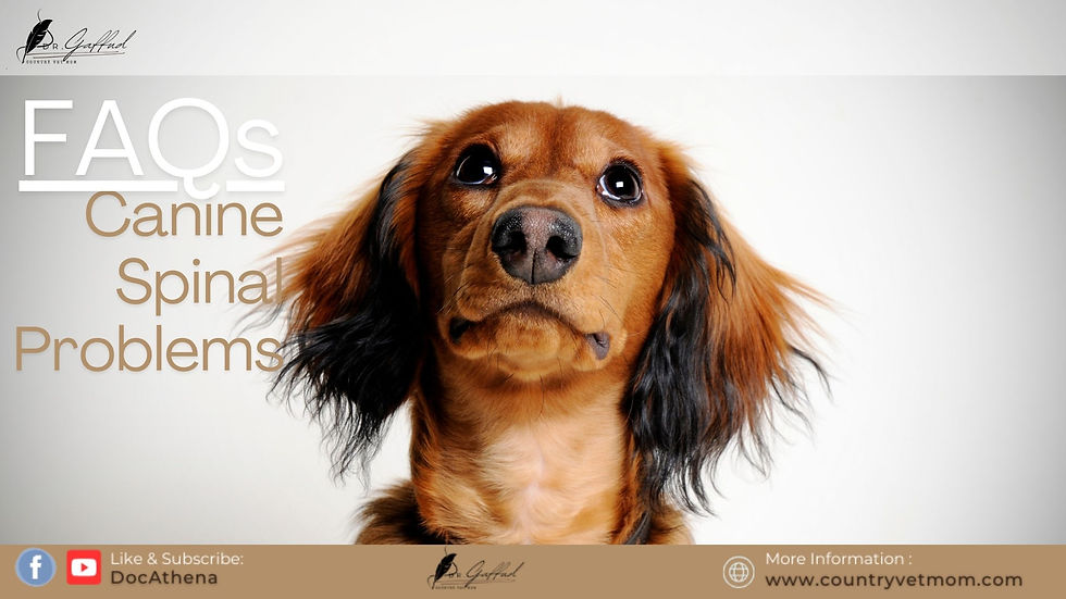 A Dachshund dog looking upwards