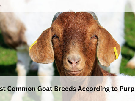 Most Common Goat Breeds According to Purpose