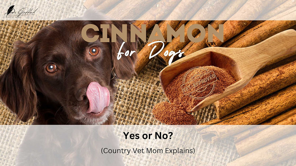 Brown dog licking lips, cinnamon sticks, burlap background. Text: "CINNAMON for Dogs Yes or No? (Country Vet Mom Explains)."