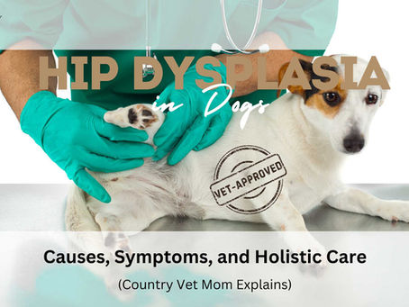 Hip Dysplasia in Dogs: Causes, Symptoms, and Holistic Care