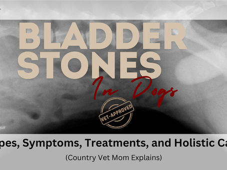 Bladder Stones in Dogs: Types, Symptoms, Treatments, and Holistic Care (Country Vet Mom Explains)