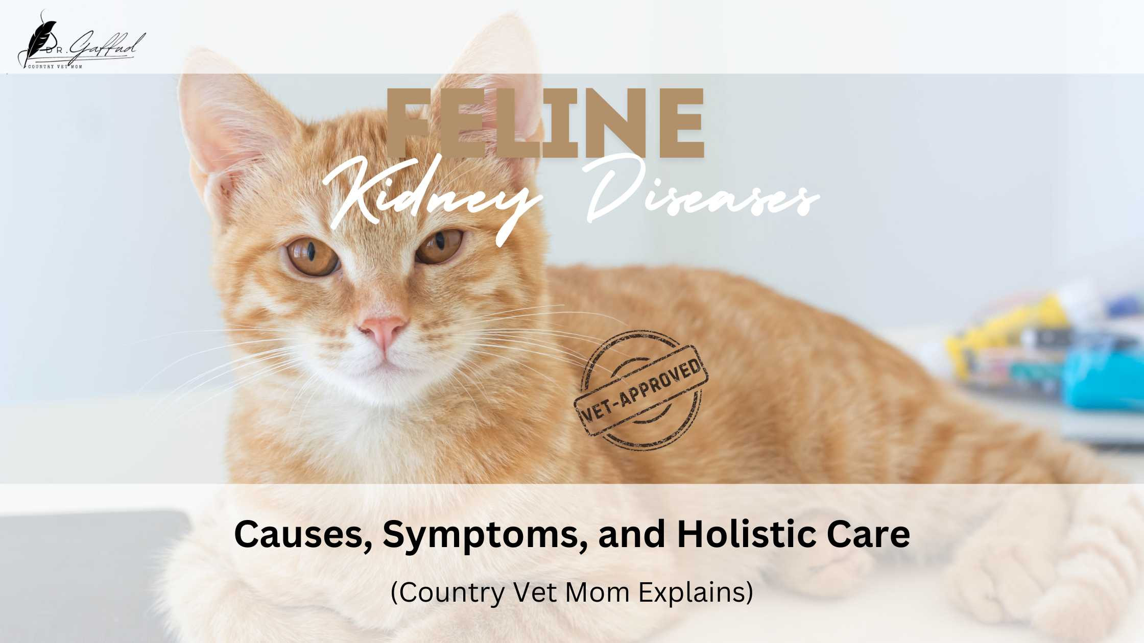 Common Kidney Diseases in Cats: Causes, Symptoms, and Holistic Care ...