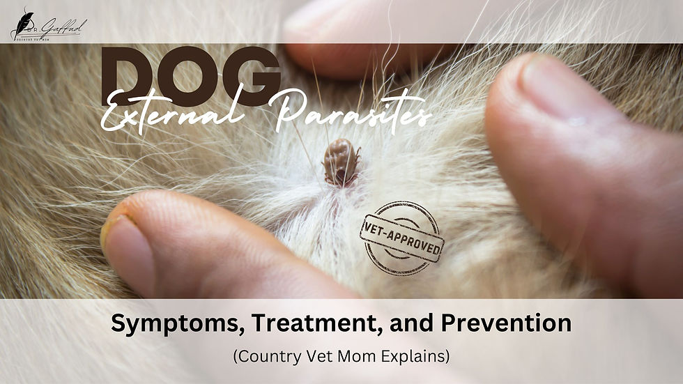 Close-up of tick on dog's fur; fingers holding fur apart. Text: Dog External Parasites, Symptoms, Treatment, and Prevention. Country Vet Mom Explains. Vet-approved.