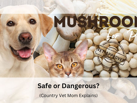 A dog and cat with mushrooms in the background. Text reads "Mushrooms for Pets: Vet Approved" and "Safe or Dangerous? (Country Vet Mom Explains)".