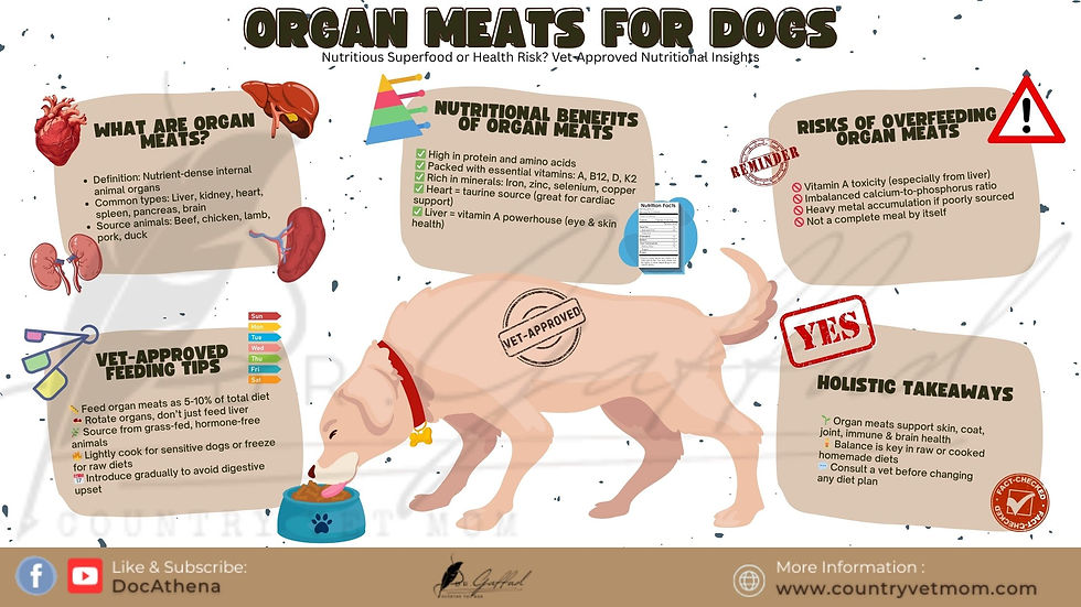 Infographic on organ meats for dogs. Shows nutritional benefits, feeding tips, risks, and holistic takeaways. Includes a dog eating from a bowl.