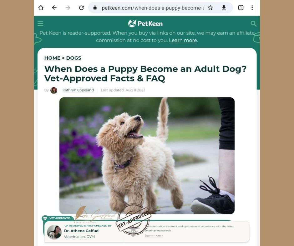 When Does A Puppy Become An Adult Dog