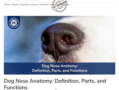 Close-up image of a dog's nose, labeled "Dog Nose Anatomy: Definition, Parts, and Functions by Dr. Gaffud." Vet-approved stamp on a website header.