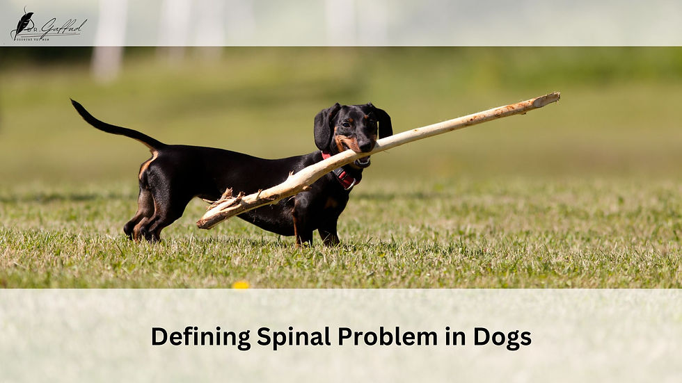 A Dachshund dog playing outdoors with a stick in its mouth