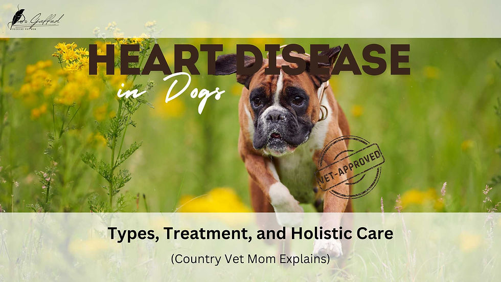 Heart Disease in Dogs: Types, Treatment, and Holistic Care