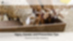 Sheep and goats eating from a trough. Text: Digestive Problems in Goats and Sheep, Signs, Causes, and Prevention Tips. Country Vet Mom Explains. Vet-approved stamp.