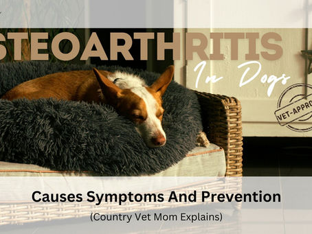 Dog resting in a fluffy bed; text reads "Osteoarthritis in Dogs," "Vet-Approved," "Causes Symptoms And Prevention" with a cozy feel. Country Vet Mom Explains.