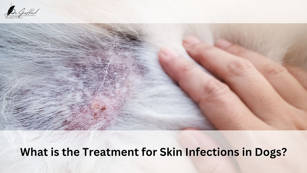 A dog's skin with lesions