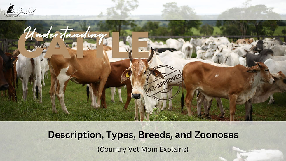 Cattle grazing in a pasture, featuring brown and white cows. Text reads "Understanding Cattle. Country Vet Mom Explains. Vet-approved." Green landscape background.