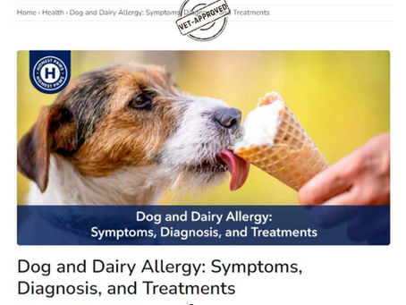 Dog licking ice cream cone, yellow background. Text reads "Dog and Dairy Allergy: Symptoms, Diagnosis, and Treatments by Dr. Gaffud." Honest Paws logo.