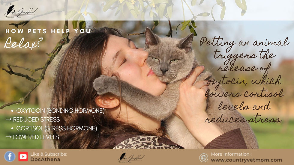 Woman kisses gray cat in a field. Text on relaxation, oxytocin, stress, and cortisol levels. Background has branches and blue sky.