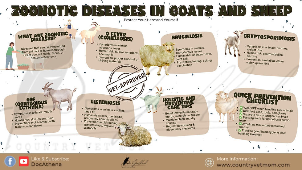 Infographic on zoonotic diseases in goats and sheep, highlighting symptoms, risks, and prevention. Includes a "Vet-Approved" stamp and prevention checklist.
