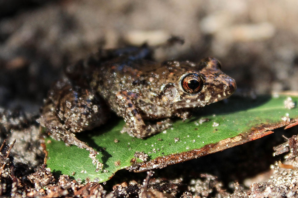 greenhouse frog (non-native)