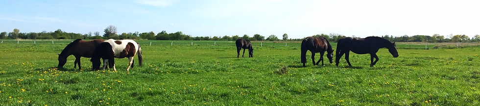 IMG_1711_edited_edited