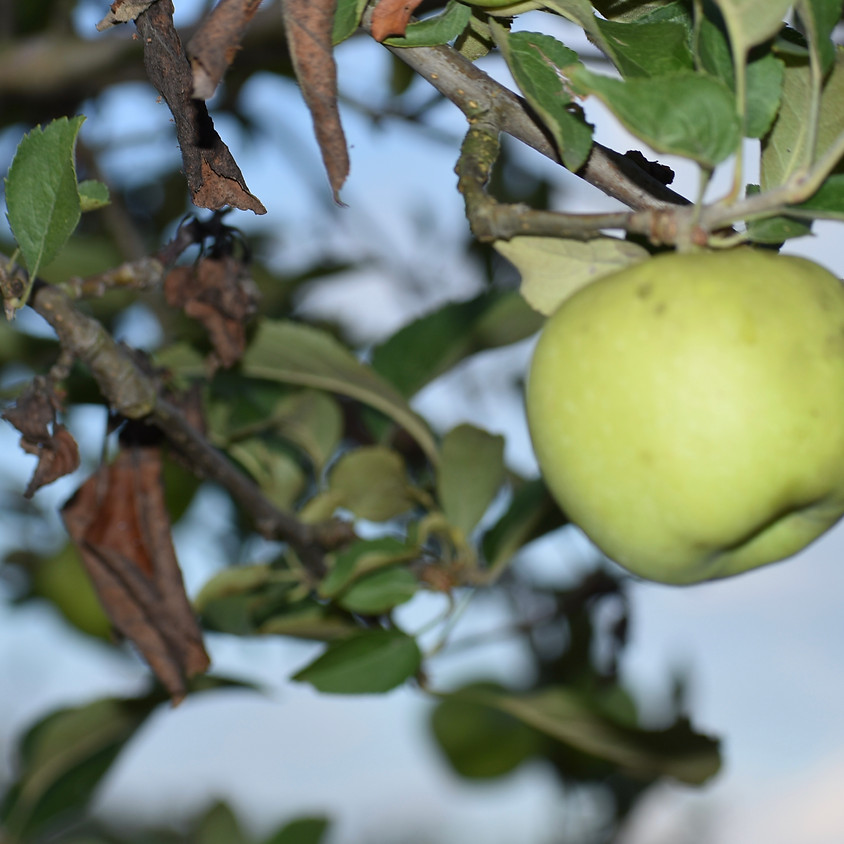 HVO Autumn Farm Tours
