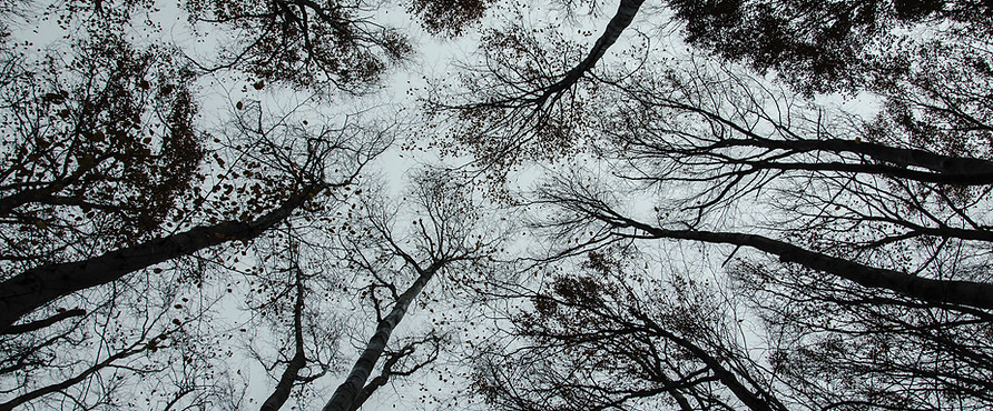 alberi