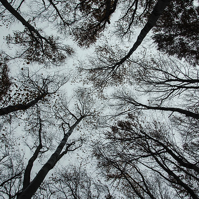 Trees