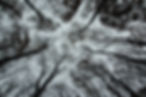 des arbres