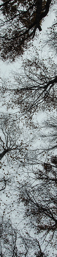 A shot of the forest canopy from below.