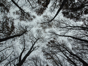 RULE OF THREE EDIT