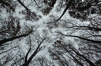árboles