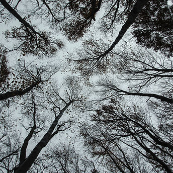 Trees