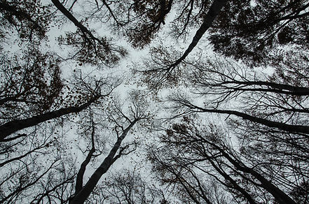 Trees